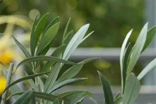 Zeytin ağacı - Olea europaea