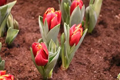 Tulips