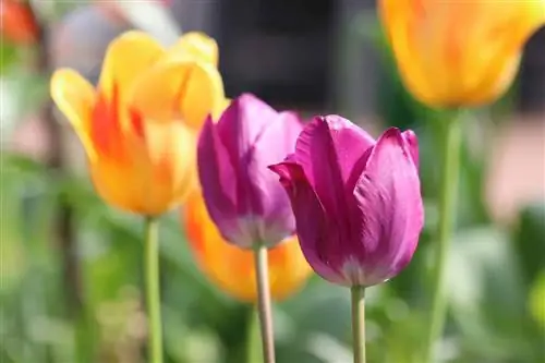 Tulipaner blomstrer ikke og setter bare ut blader: hva skal jeg gjøre?