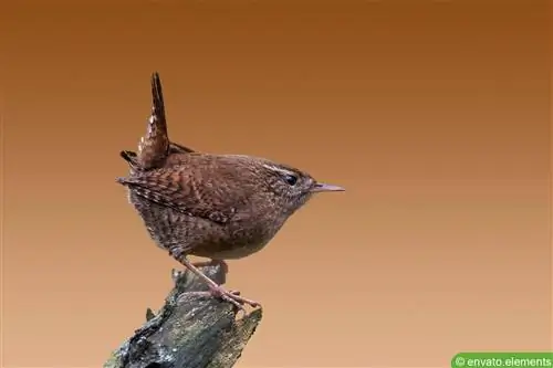 Wren - Troglodytes troglodytes