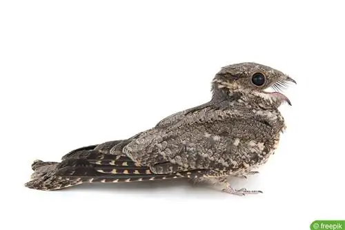 Nightjar - Caprimulgus europaeus