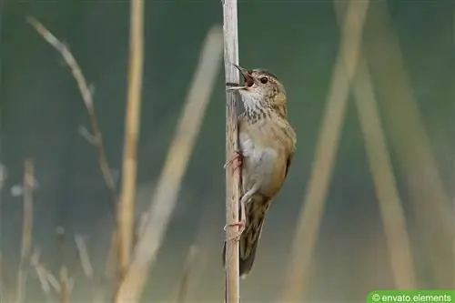 نقشارة الحقل - Locustella naevia