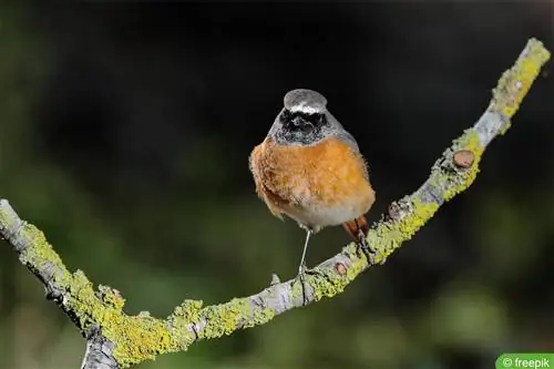 Redstart - Phoenicurus phoenicurus