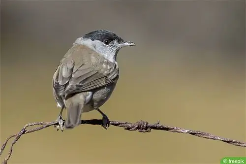 Սև գլխարկ - Sylvia atricapilla