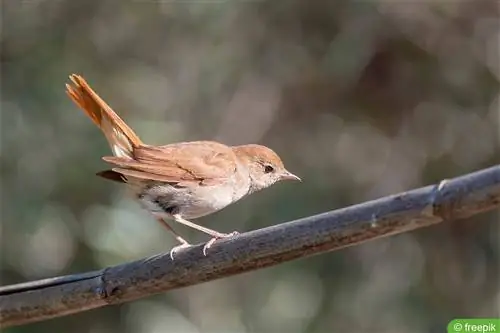 নাইটিংগেল - Luscinia megarhynchos