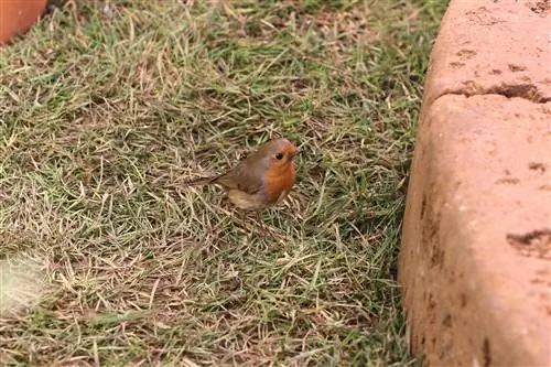 Robin - Erithacus rubecula