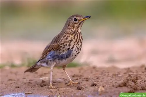 أغنية القلاع - Turdus philomelos