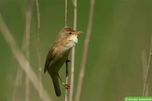 Toutinegra do pântano - Acrocephalus palustris