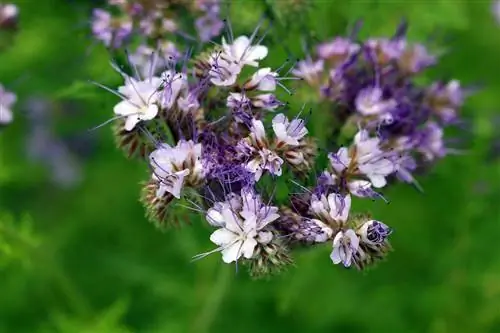 Abelha amiga - Phacelia tanacetifolia