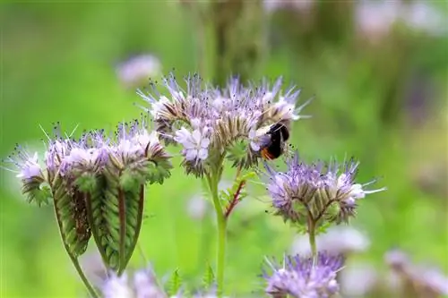 Arı arkadaşı - Phacelia tanacetifolia