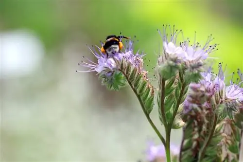 Včelí přítel, Phacelia: 8 tipů pro péči