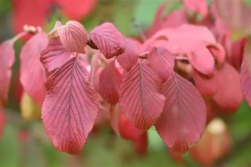 Japán hógolyó 'Mariesii' - Viburnum plicatum