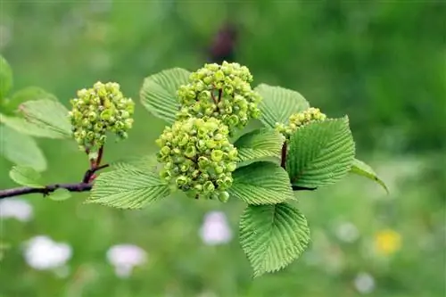 Қар кесектері - Viburnum schensianum