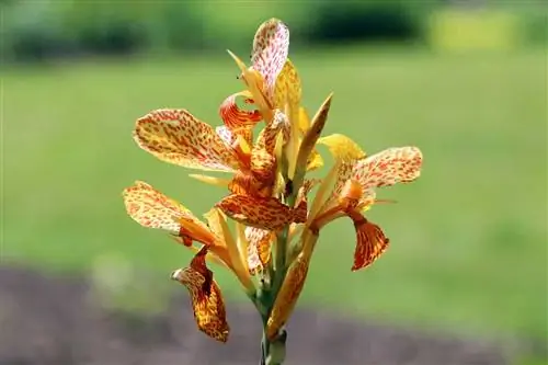 Tubo de flores - Canna