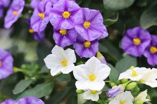 Gentian daraxti - Lycianthes rantonnetii