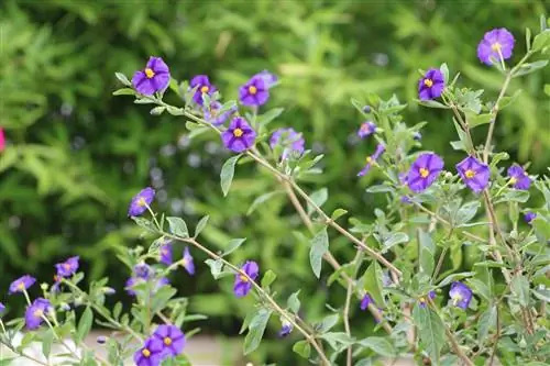 Gentian tree - Lycianthes rantonnetii