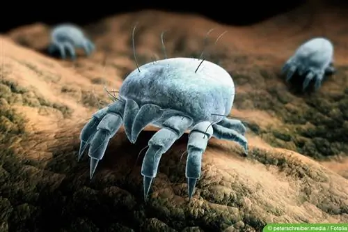 Recognizing mites in bed: 9 signs of bed mites