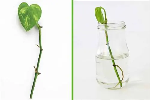 Ivy plant sinker in water