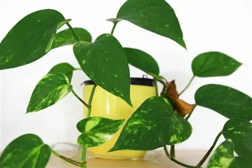 Klimopplant, Epipremnum aureum: sorg van A tot Z