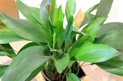 মুচির তালু - Aspidistra elatior - কসাইয়ের তালু