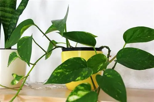 Ivy plant - Epipremnum pinnatum