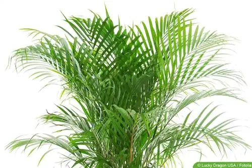 Areca palm - Areca catechu