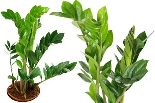 Şanslı Tüy - Zamioculcas zamiifolia