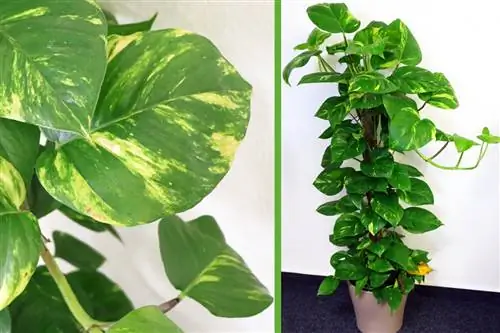 Ağaç arkadaşı - Philodendron