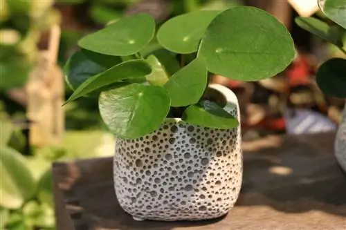 UFO উদ্ভিদ - Pilea peperomioides