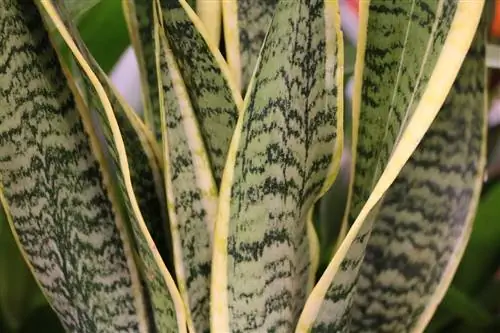 খিলানযুক্ত শণ - Sansevieria trifasciata