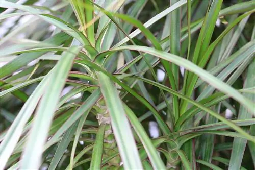 ড্রাগন গাছ - Dracaena deremensis