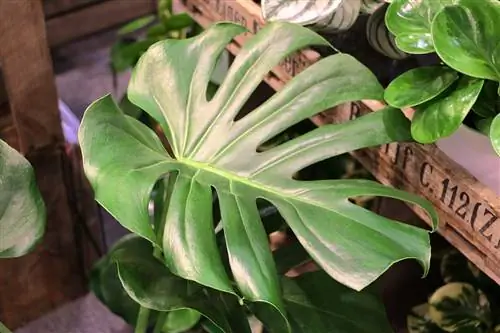 ใบไม้หน้าต่าง - Monstera