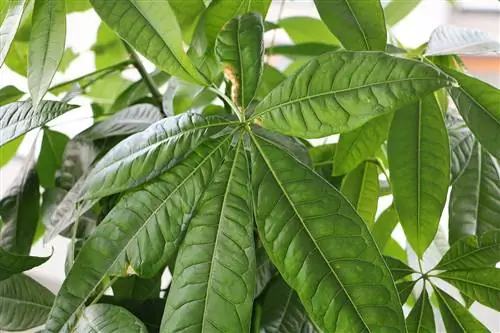 Lucky Chestnut - Pachira aquatica