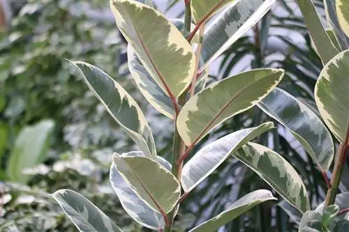 Kauçuk ağacı - Ficus elastica