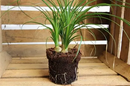 Зааны хөл - Beaucarnea recurvata