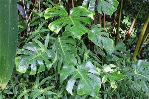 Fulla de la finestra - Monstera