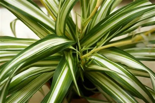 Mmea wa buibui - Chlorophytum comosum