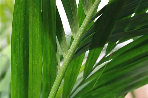 Kentia mitende - Howea forsteriana