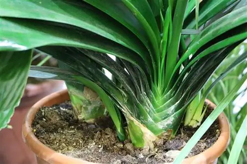 Clivia - برگ کمربند - Clivia miniata