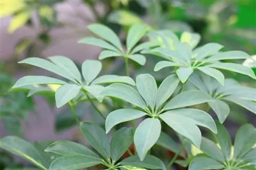 Rayed Aralia – Schefflera arboricola