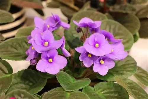 African Violet - Saintpaulia Ionantha