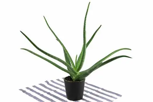 Aloe Vera - skutočné aloe