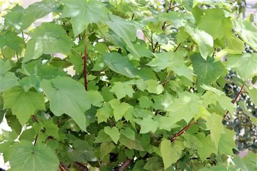 Tília - Sparmannia africana