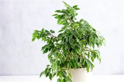 Инжир березовый - Ficus benjamina