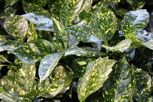 Dieffenbachia – Dieffenbachia maculata