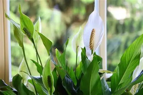 Single-leaf Spathiphyllum wallisii