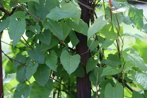 Crescent knotweed - Fallopia baldschuanica