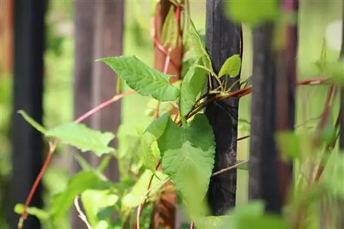 Crescent knotweed, Fallopia baldschuanica: penjagaan dari A - Z