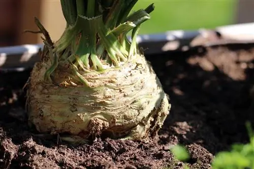 Celeriac - Apium graveolens var. rapaceum