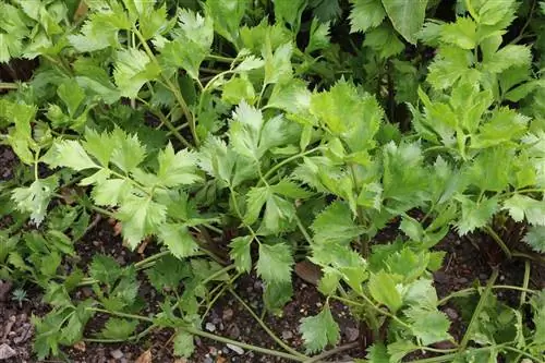 Aipo culinário - Apium graveolens var.secalinum